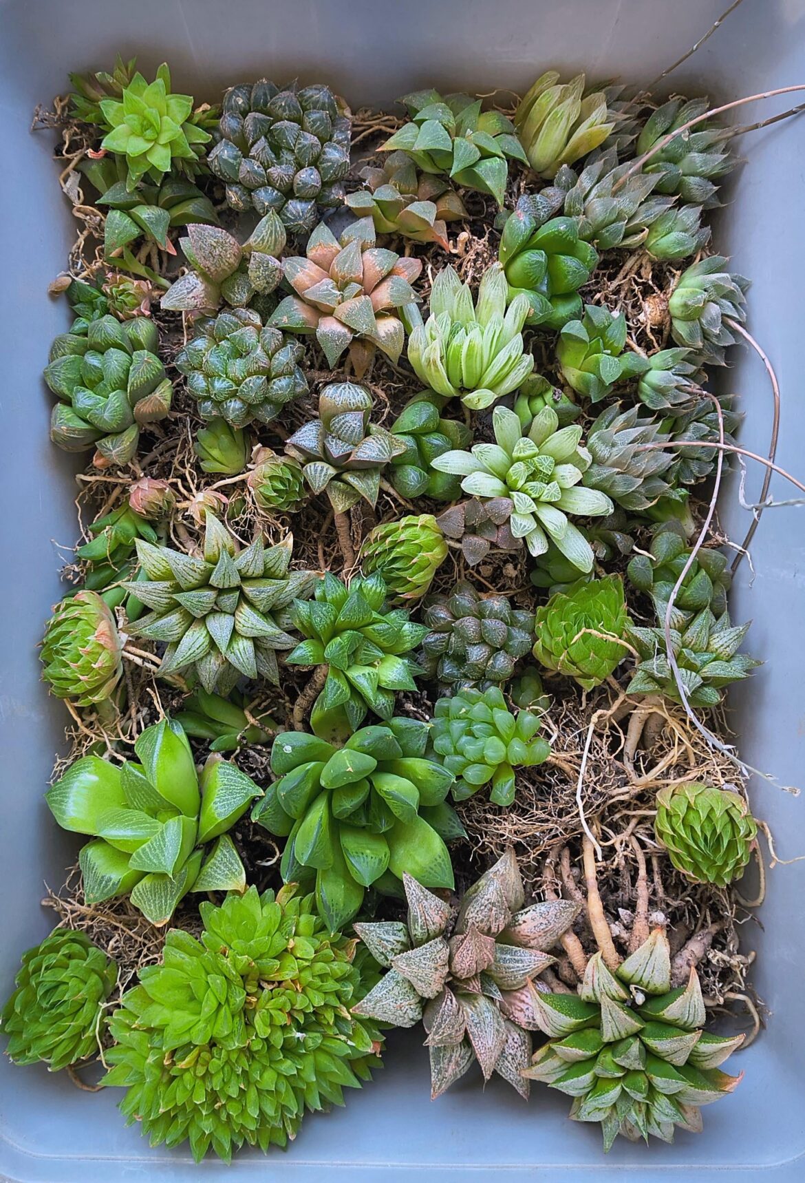 Time to split some pups!