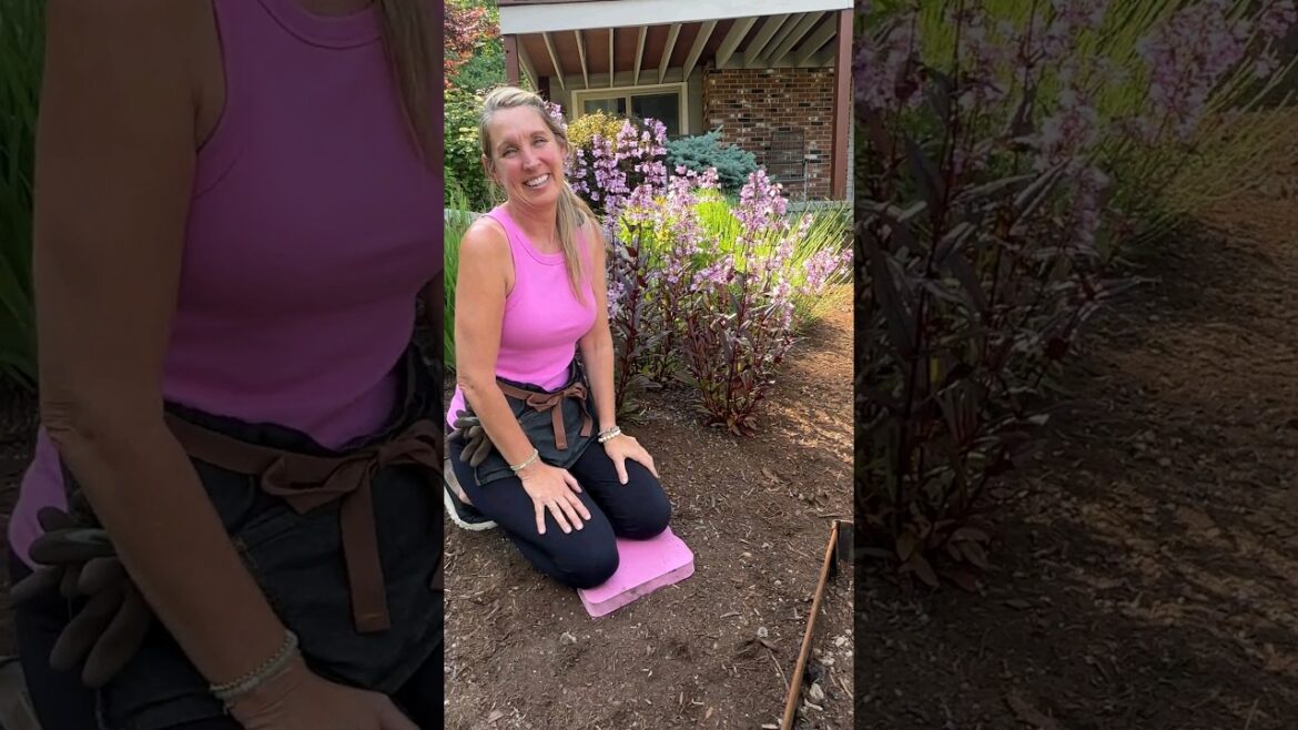 Plant Spotlight 🔦 4 Amazing Features of this Gorgeous Perennial! #gardening #floweringplant Plant Spotlight 🔦 4 Amazing Features of this Gorgeous Perennial! #gardening #floweringplant