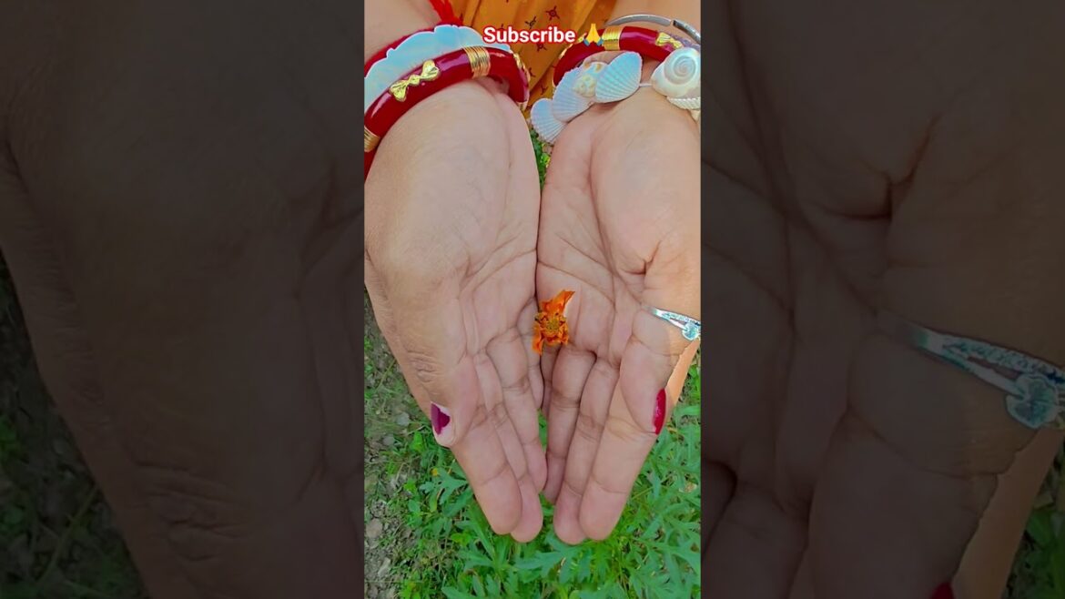 ফুল নিয়ে টিকটক #gardening #youtubeshorts #UpdateGardening #garden #youtubeshort #flowers #rose ফুল নিয়ে টিকটক #gardening #youtubeshorts #UpdateGardening #garden #youtubeshort #flowers #rose