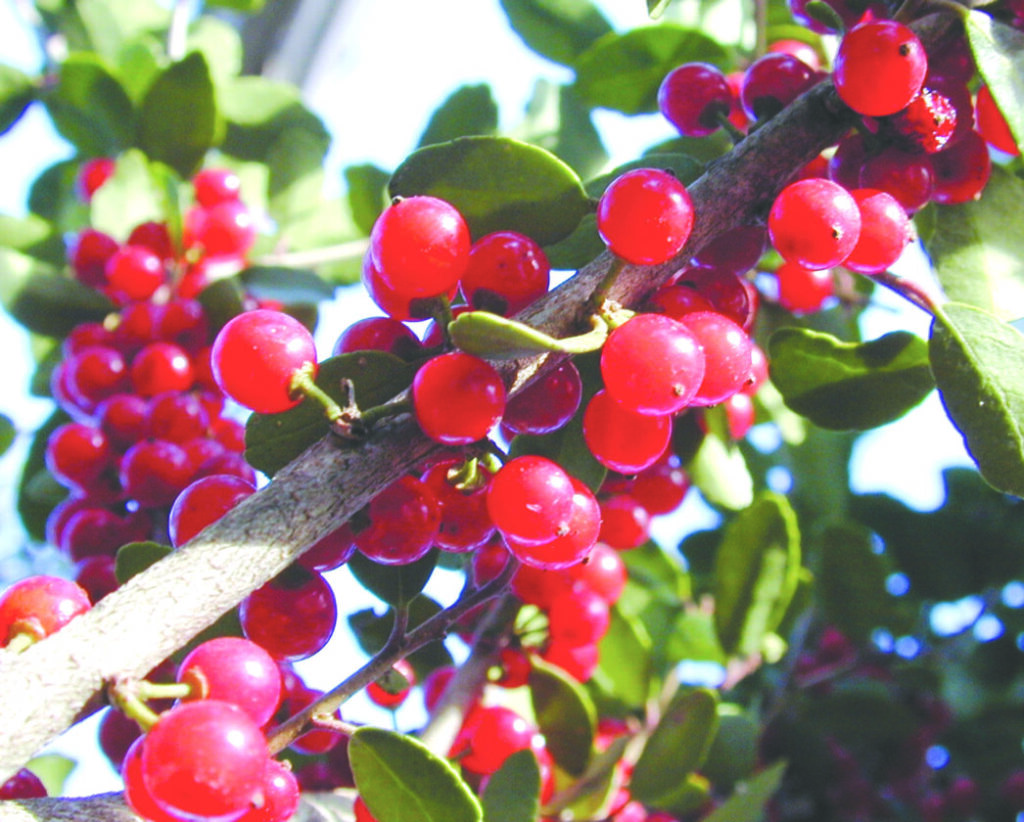 Boughs of holly could grow in your garden | News, Sports, Jobs