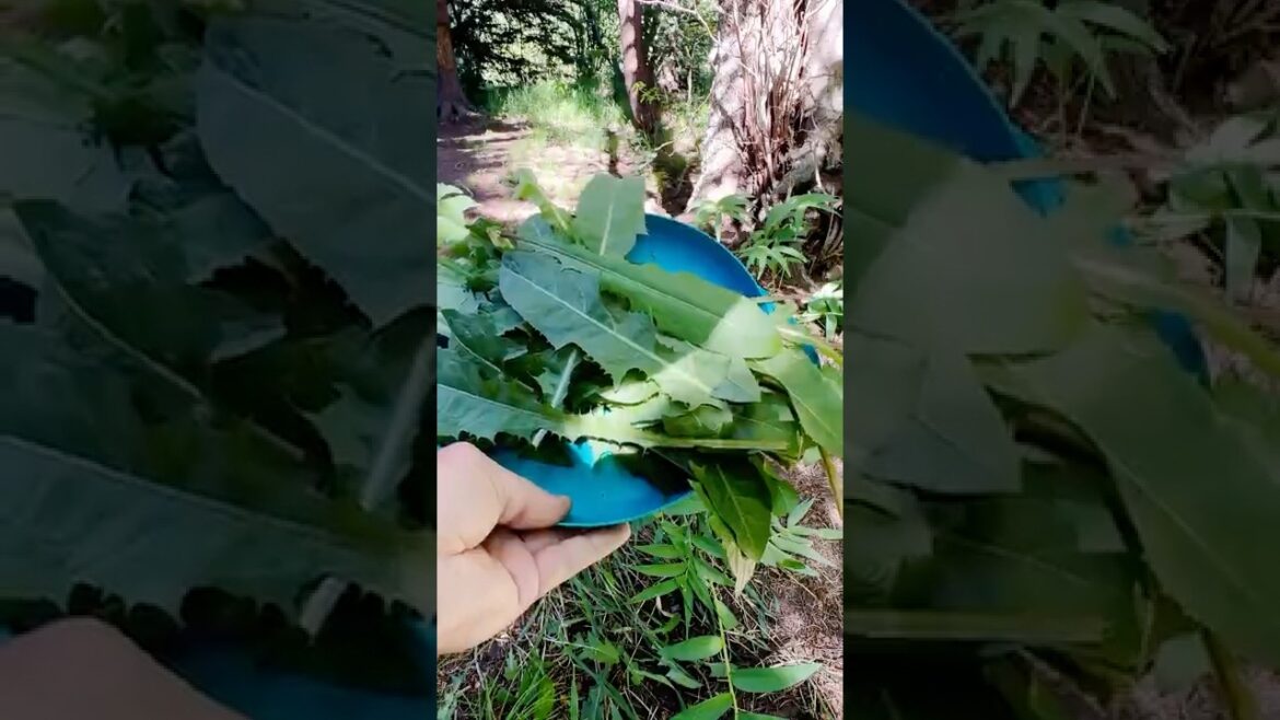 Dandelions: The Edible Weed  #backpacking #hiking #camping #fishing #adventure #outdoors #gardening