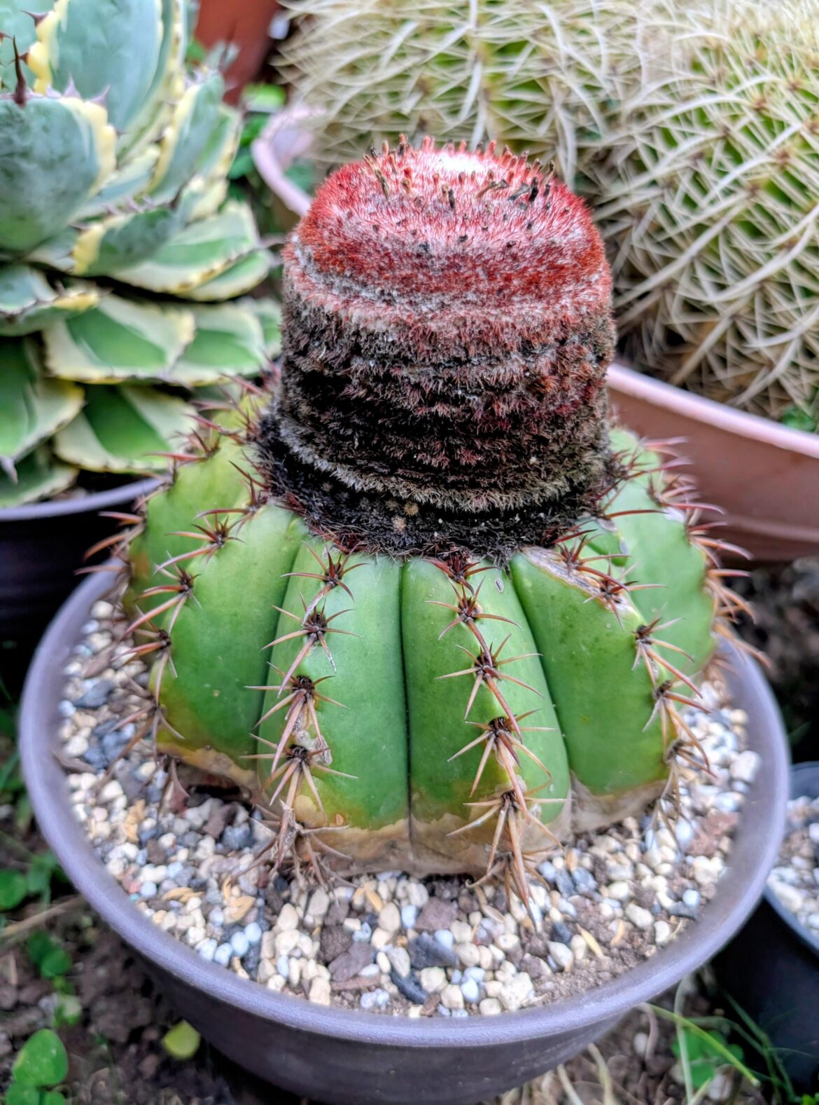 Melocactus (Turk's Cap)