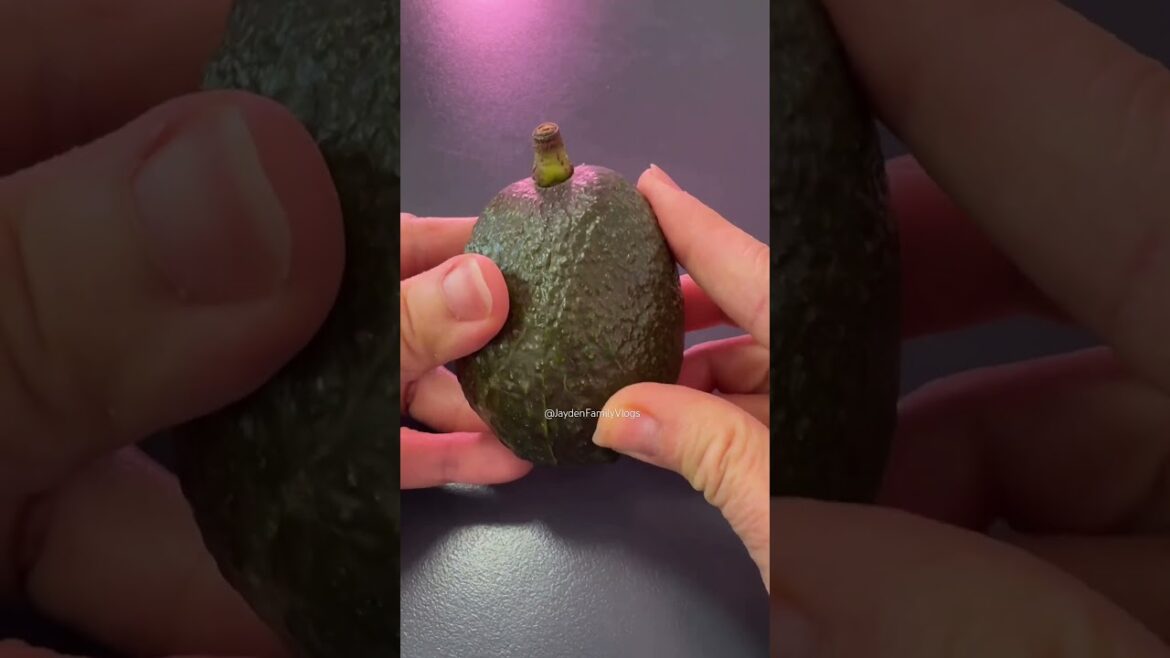 Fruit Cutting Avocado ๐ฅ๐ฑ #shorts #satisfying #fruit #enjoy #garden Fruit Cutting Avocado ๐ฅ๐ฑ #shorts #satisfying #fruit #enjoy #garden