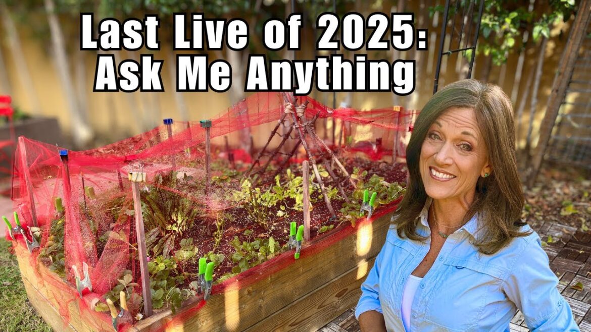 CaliKim: LIVE: Last Live of 2025: Ask Me Anything + Lightening Round! LIVE: Last Live of 2025: Ask Me Anything + Lightening Round!