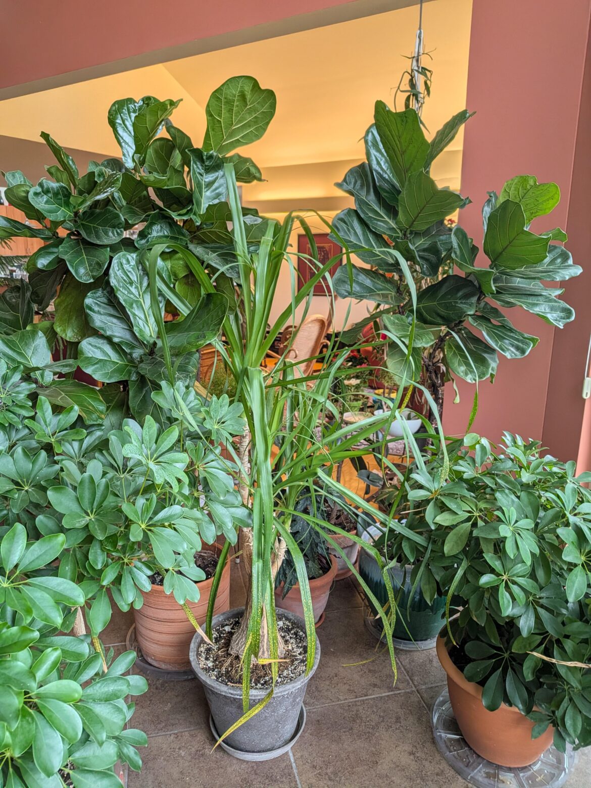 Part of my indoor jungle, including my two fiddles!