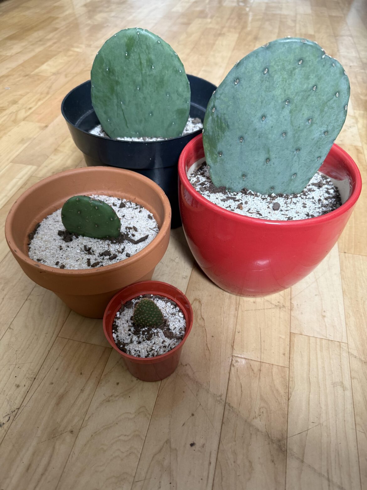 My small opuntia collection