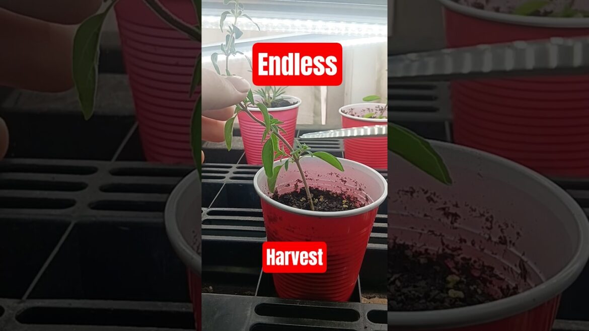 Oregano Multiplies When You Harvest Like This #gardenhack #propagation #endlessharvest Oregano Multiplies When You Harvest Like This #gardenhack #propagation #endlessharvest