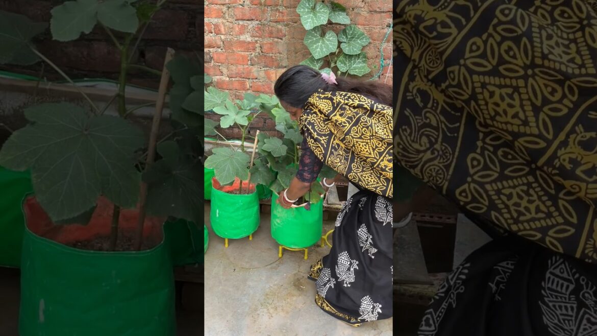 🍀 GROW BAG STAND (COMMENT FOR LINK)#shortsfeed #garden #terracegardenindia #yt #potstand #shorts 🍀 GROW BAG STAND (COMMENT FOR LINK)#shortsfeed #garden #terracegardenindia #yt #potstand #shorts