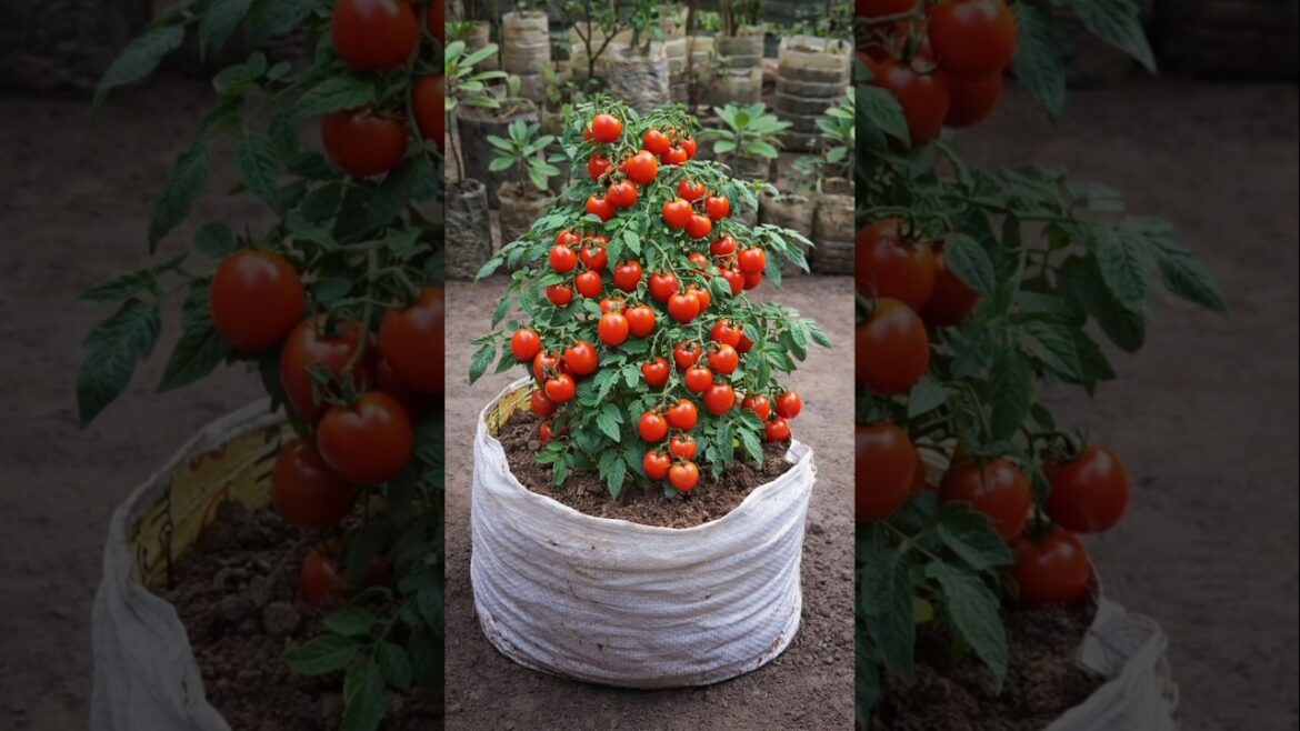 Grow Tons of Tomatoes in a Grow Bag 🍅 | Fast & Easy Method Grow Tons of Tomatoes in a Grow Bag 🍅 | Fast & Easy Method