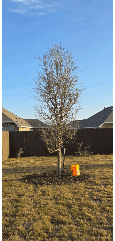 Update on live oak tree, removed a bunch of the dirt donut around it