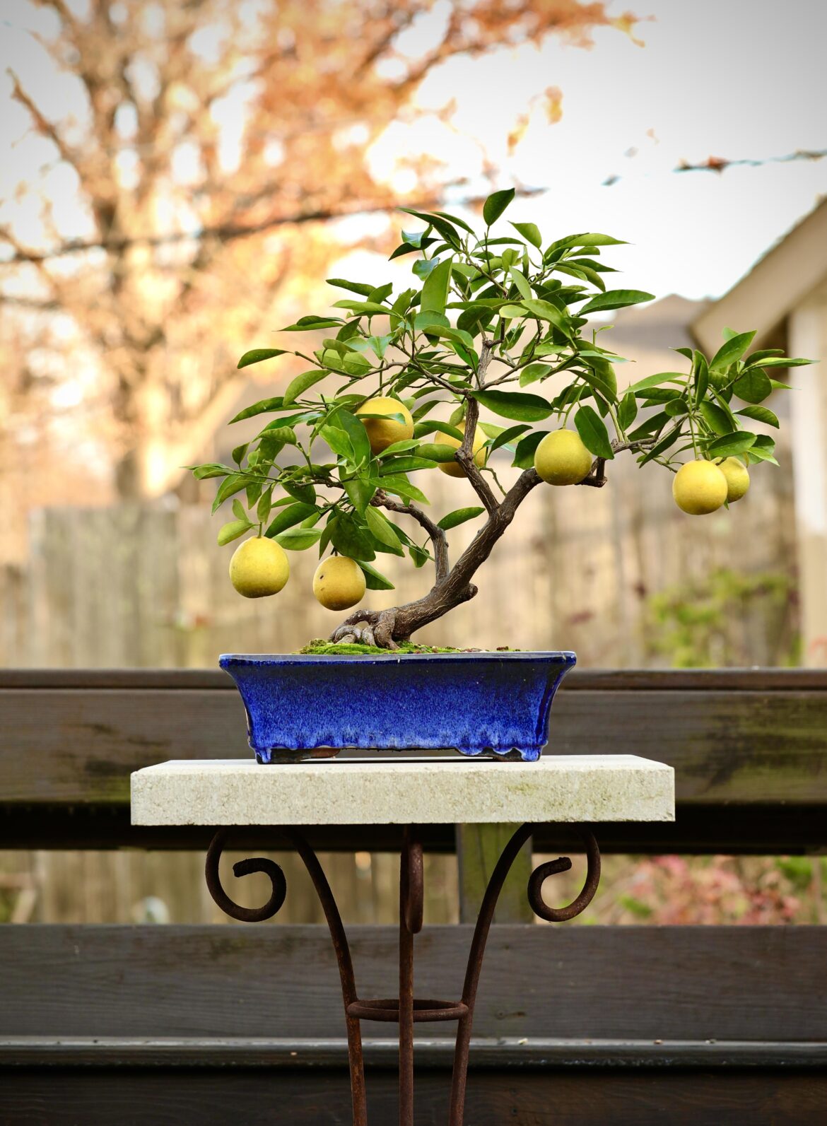 Another of my oldest citrus bonsai - Meyer Lemon