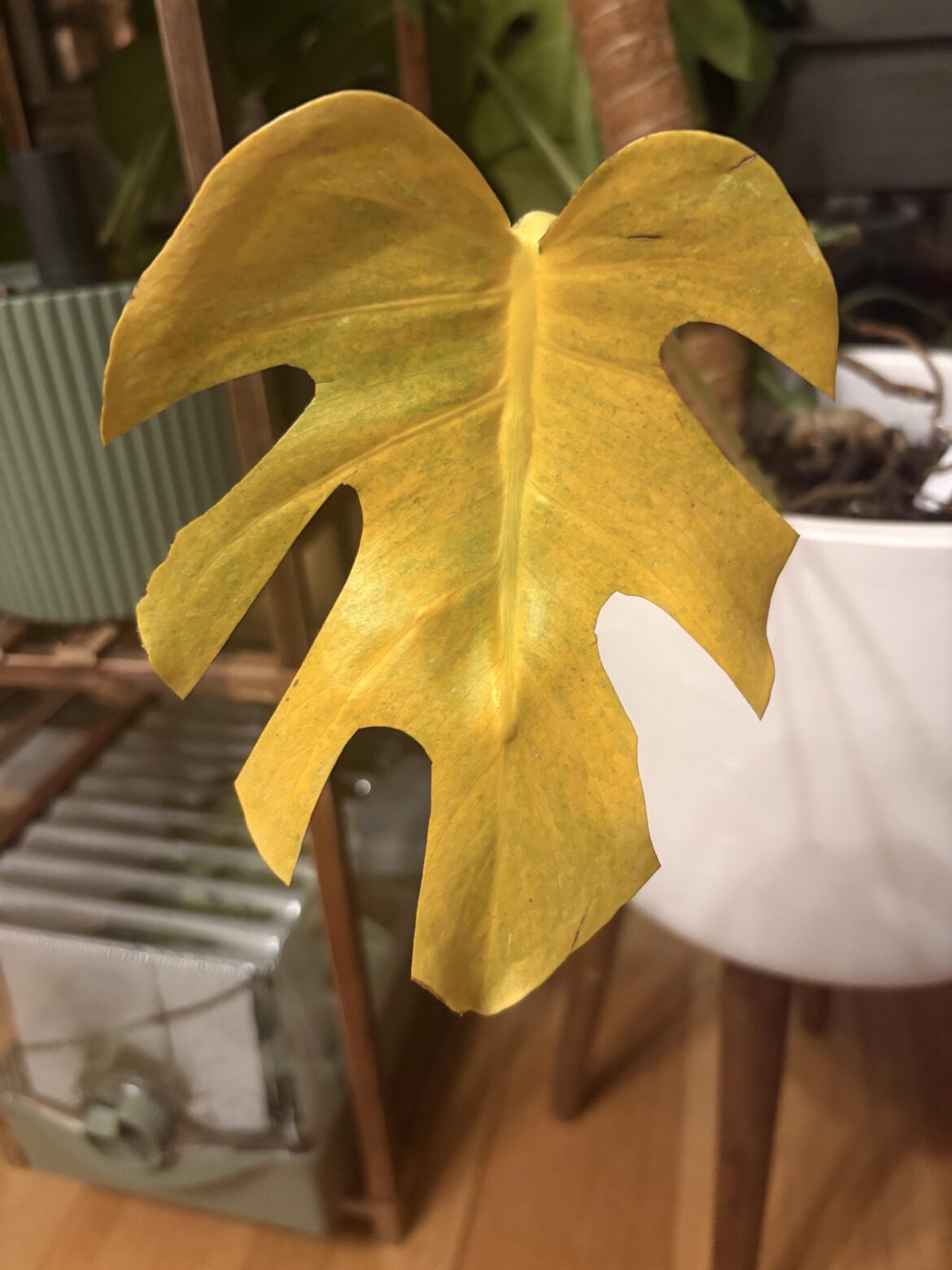 My gorgeous yellow variegated monstera got its first fenestrations!!! 🤩