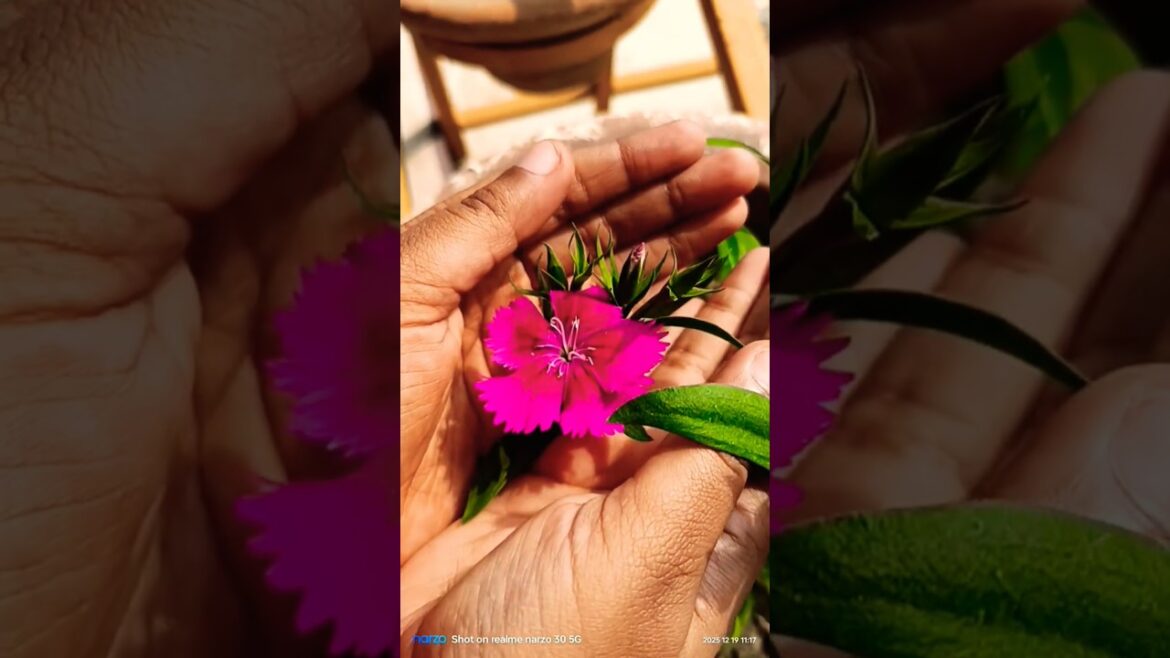 ফুল নিয়ে টিকটিক🌹#viralvideo #youtubeshorts #love #song #trending #gardening