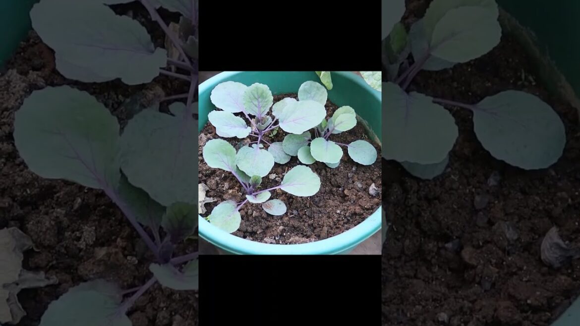 Cabbage and cauliflowers
