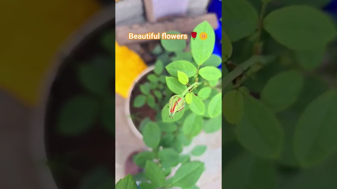 Beautiful flowers ❤️🌹!#shorts #garding #flowering Beautiful flowers ❤️🌹!#shorts #garding #flowering