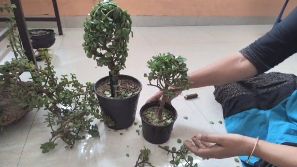 How To Make Easily Oval & Ball Shaped Jade Plant Topiary Without Wire How To Make Easily Oval & Ball Shaped Jade Plant Topiary Without Wire