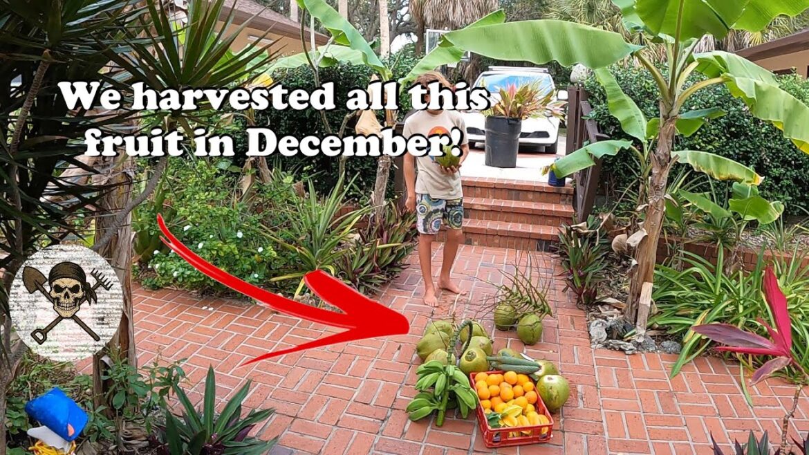 Florida Organic Edible / Tropical Garden Food Forest Tour | December Zone 10a