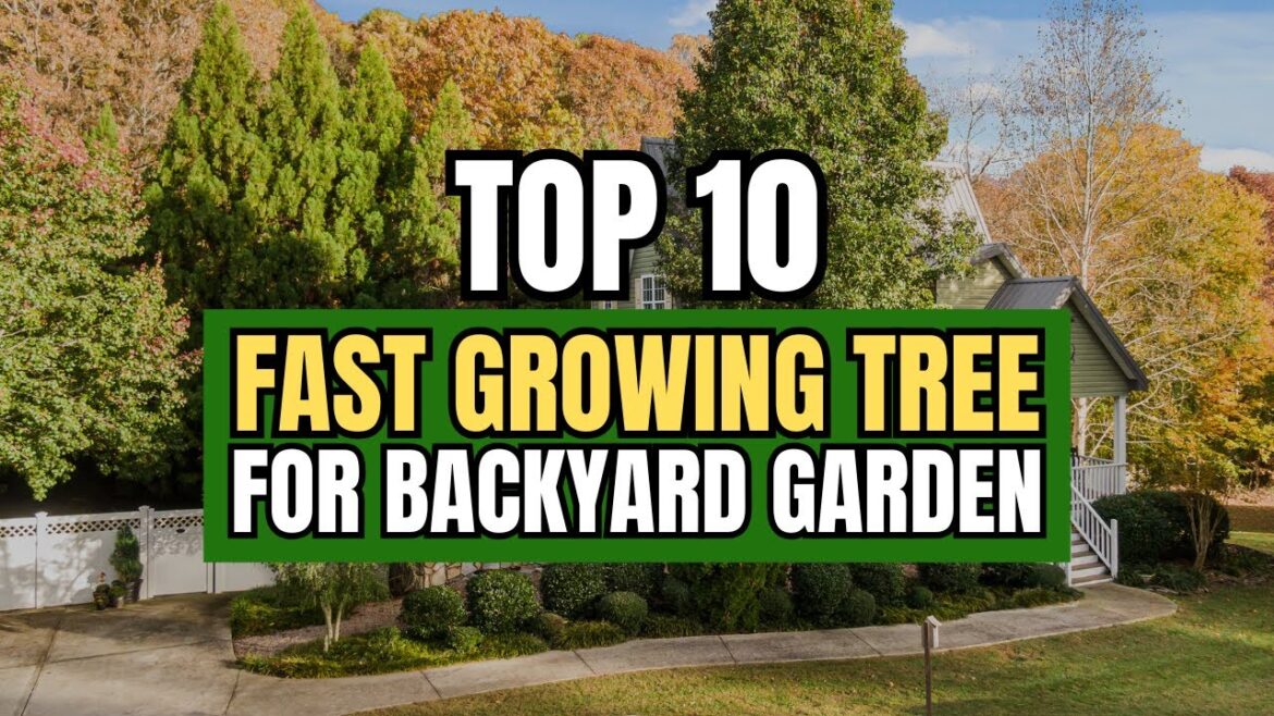 Quick Shade and Privacy! Top 10 Fast Growing Trees for Your Backyard 🌿✨ Quick Shade and Privacy! Top 10 Fast Growing Trees for Your Backyard 🌿✨