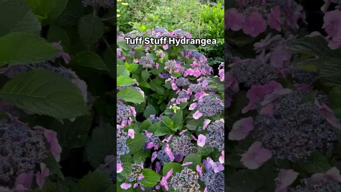 Tuff Stuff Hydrangeas Are Tough to Beat! Tuff Stuff Hydrangeas Are Tough to Beat!