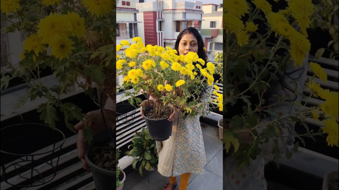 How to make ur balcony more beautiful❤️ #shorts #ytshorts #garden #crysanthemum #guldaudi #flowers
