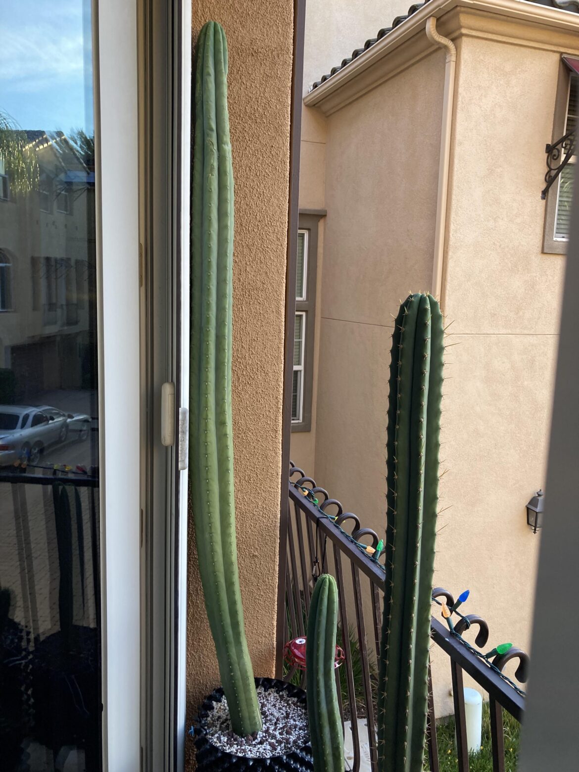 Chop advice request Chop advice request