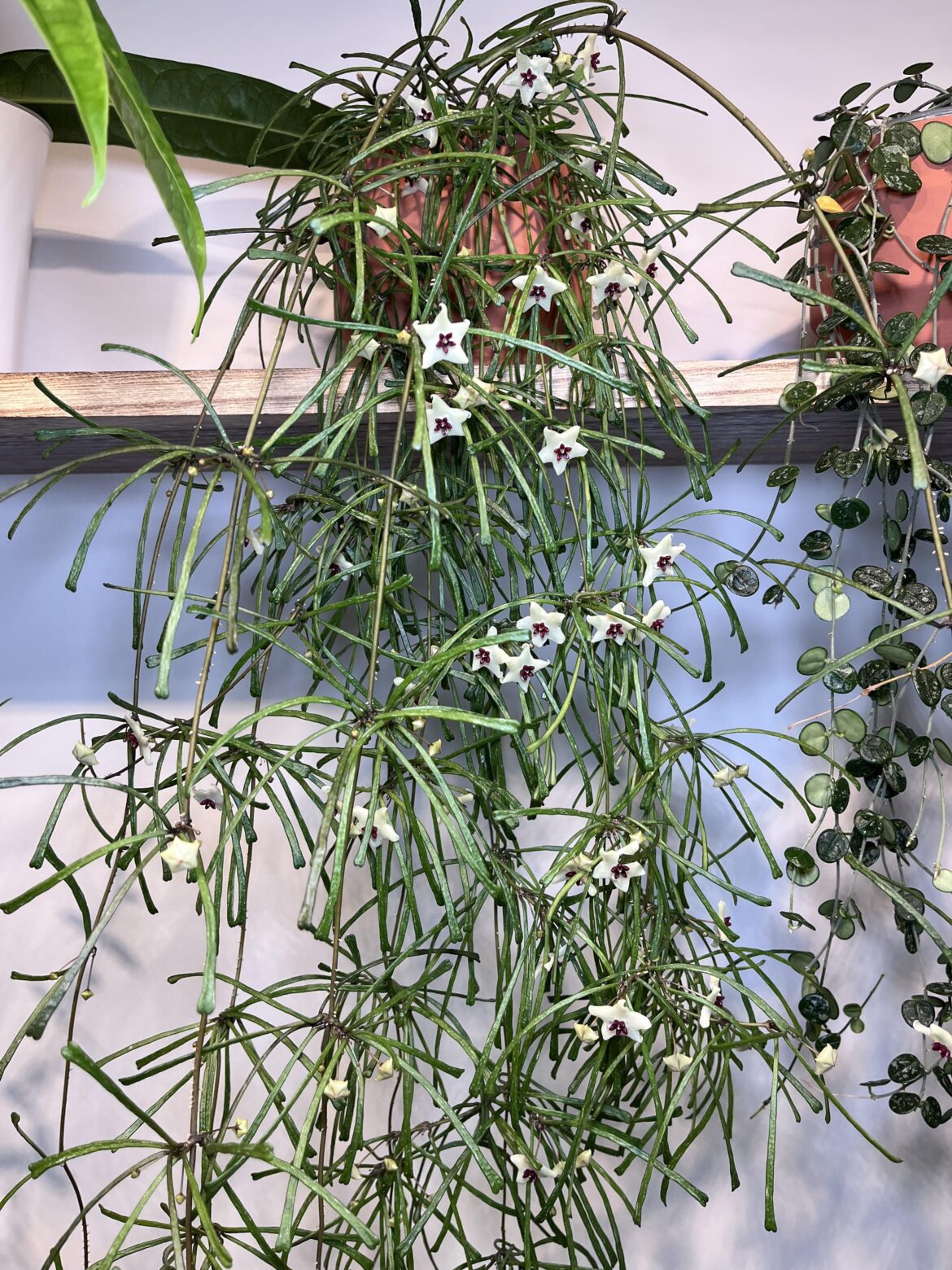 Is everyone’s retusa blooming yet?