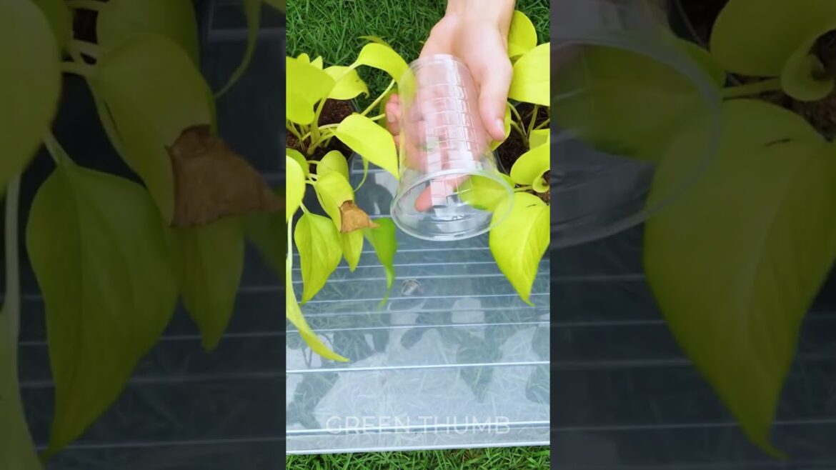 Revive Your Plant in Couple of Days!