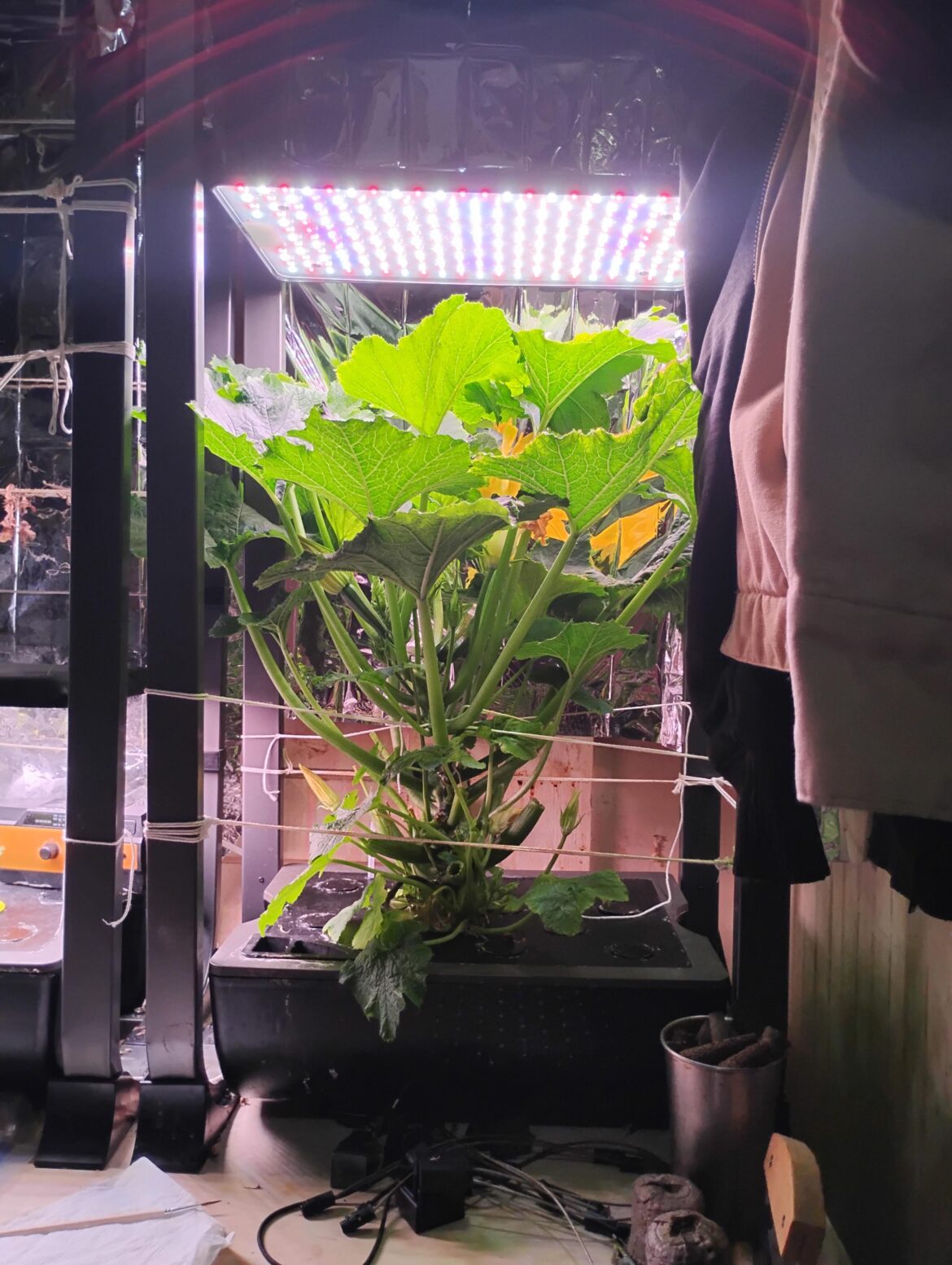 My Zucchini is getting a bit taller now but still chugging along! "Aerogarden Farm 12XL"