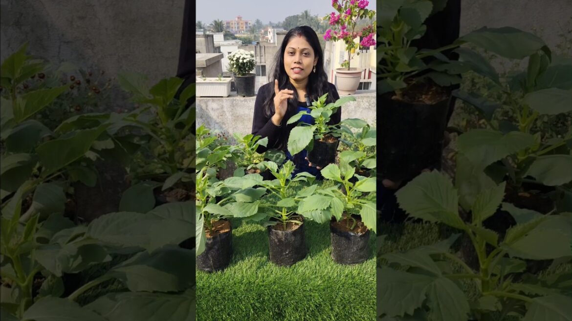 Dhalia ke flower ka color kaise phechane #shorts #ytshorts #gardening #dhalia #garden #viral