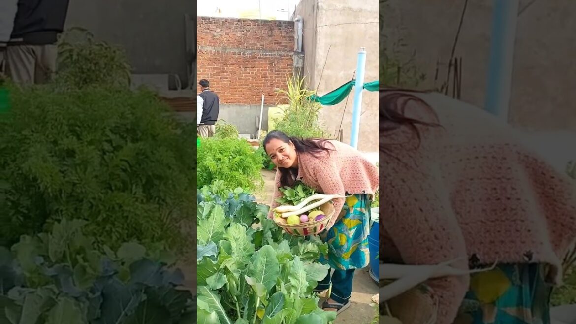 घर की छत में ही उगा लेती हूं ताजी ऑर्गेनिक सब्जियां😊 #viralvideo #gardening #youtubeshort #shorts