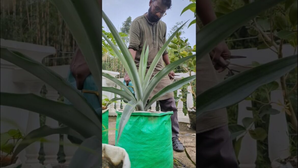 How to grow pineapple 🍍 #gardening #plants #fruit