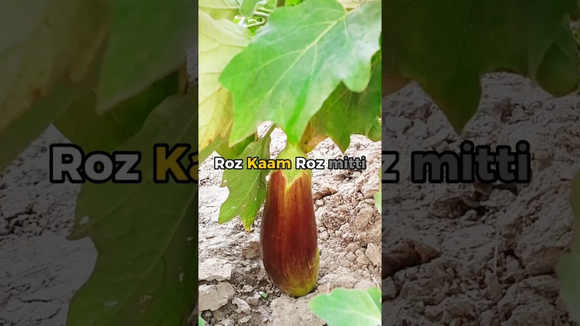 Kiya Brinjal ki Kheti Aasan Hai? #viral #trending #shorts