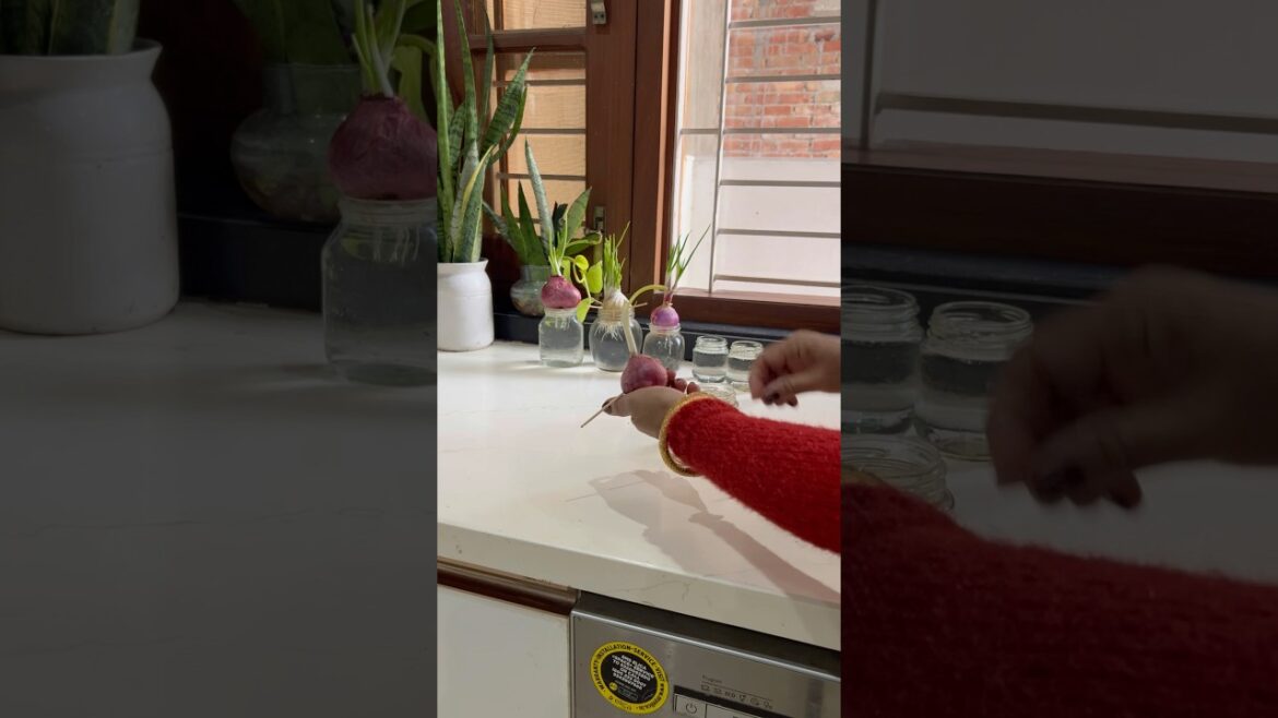 how to grow onion#home #garden #plants #vegetable #gardening#shorts#homedecor #indoorplants