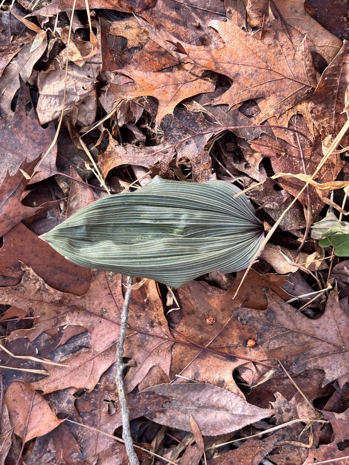 Some sort of orchid? Athens Ohio