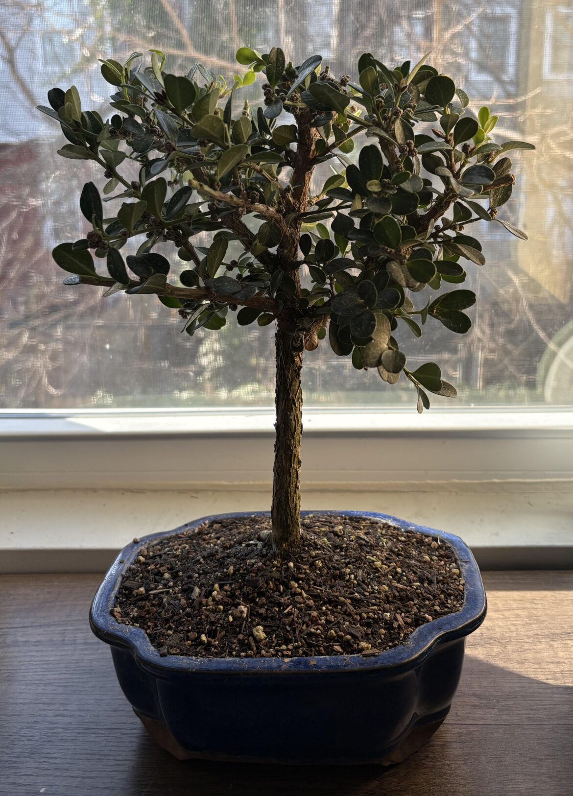 got my first ever bonsai for christmas! got my first ever bonsai for christmas!