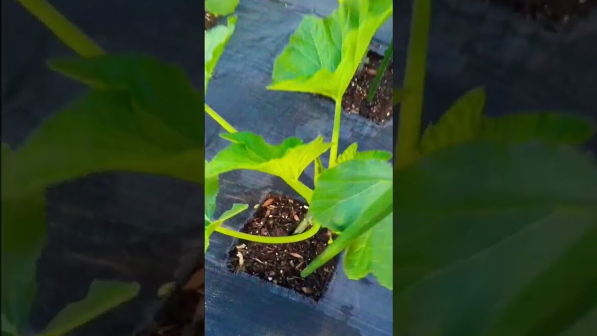 GENIUS Technique to get FEMALE Flowers FASTER on #squash #zucchini #pumkin (works 💯 )