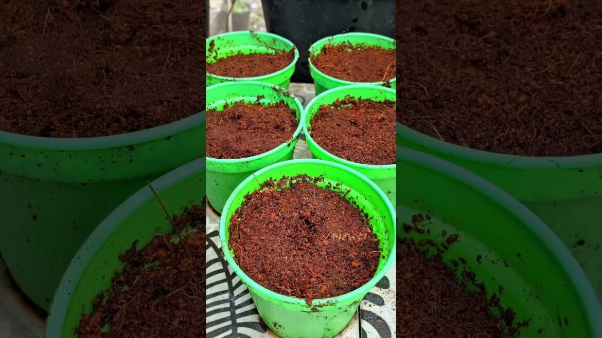 Using cocopeat as a planting medium, bitter melon seeds grow faster #kebunnanad #plantingtips