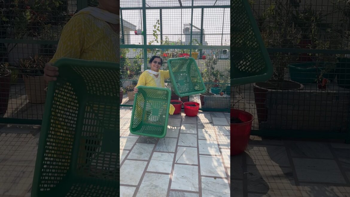 Winter vegetables #garden #terracegardenindia #plants #gardenflowers #ytshorts #diy #viralvideo