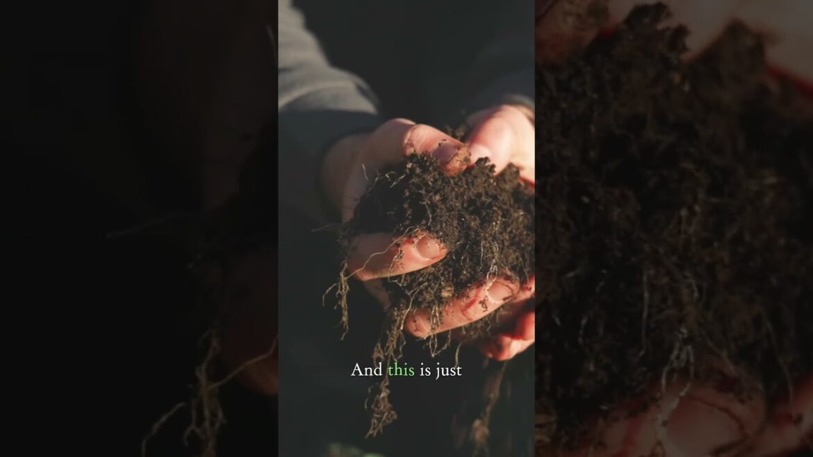 What Happened Mulching Garden Without Using Compost