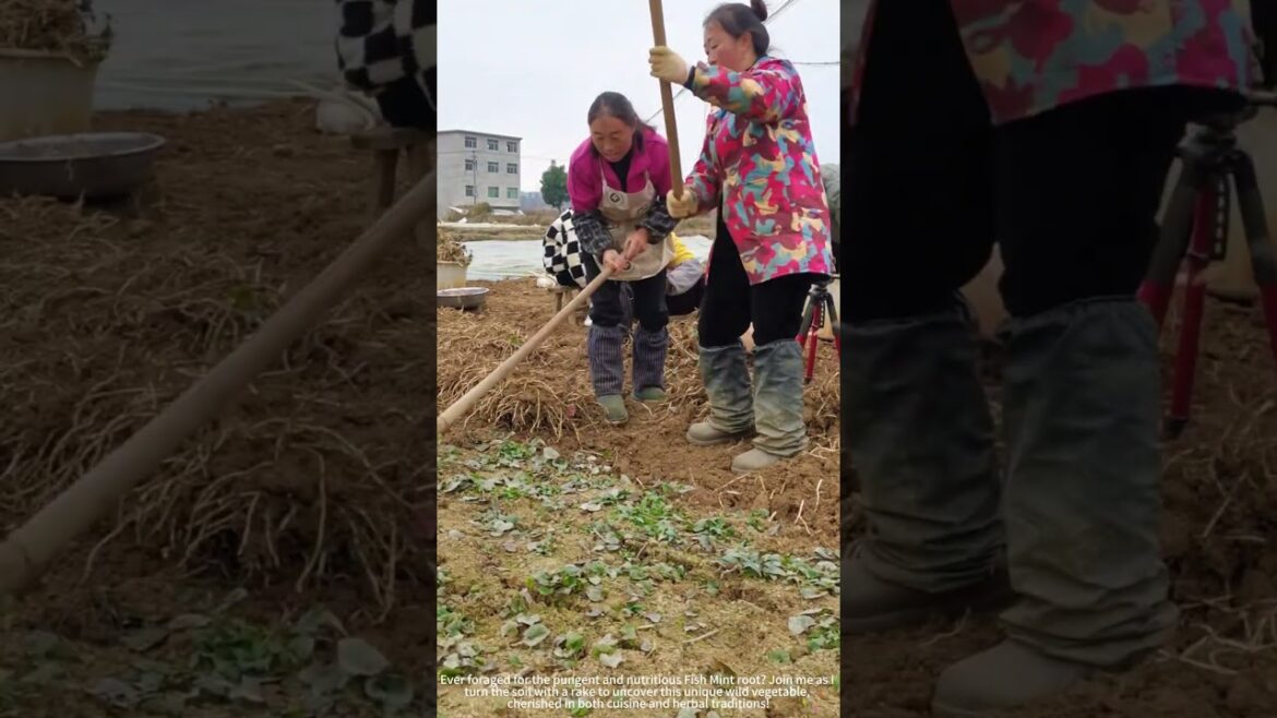 Digging Up Fish Mint Root with a Rake! 🌿 Digging Up Fish Mint Root with a Rake! 🌿
