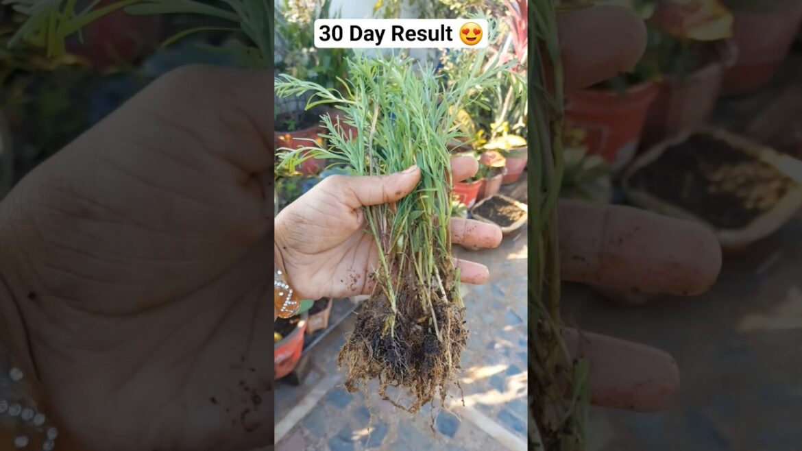 Acroclineum Flower Seeds Kaise Ugaye🌼 | Easy Method