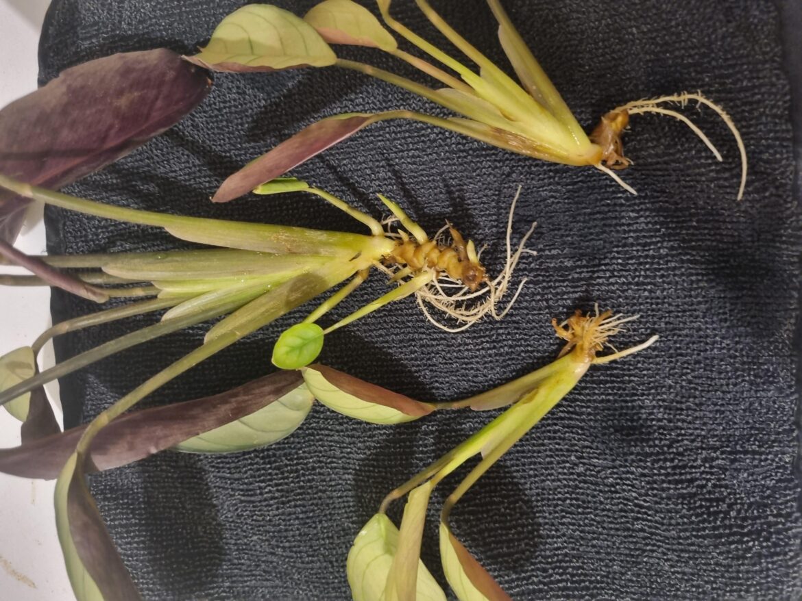 Ctenanthe question Ctenanthe question