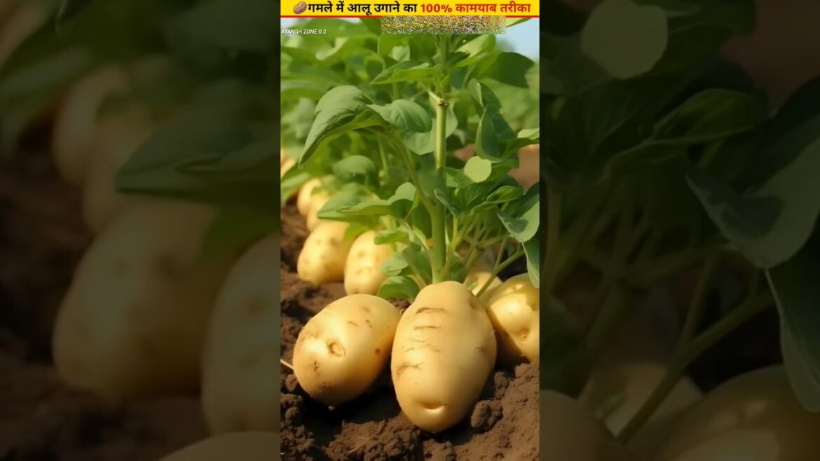 🥔The right method for growing potatoes in a pot #gardening #ytshorts #growth