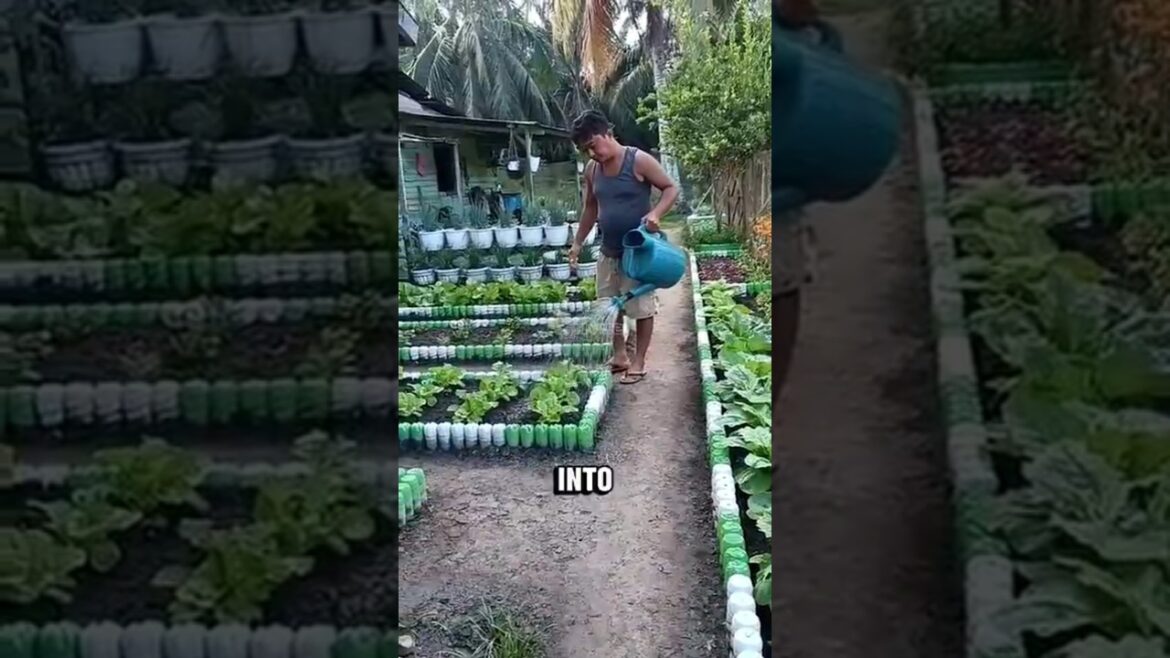 Small Yard, Big Transformation | Dream Garden with Recycled Bottles Small Yard, Big Transformation | Dream Garden with Recycled Bottles
