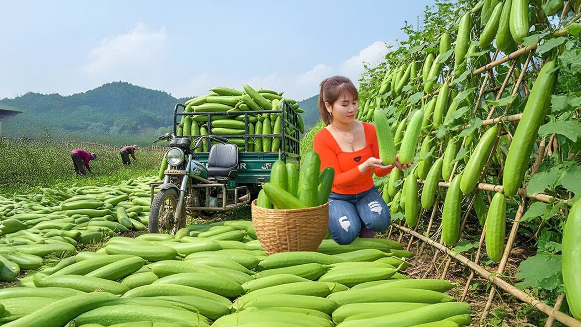 Harvesting 1000+ Sweet Melon Goes To Countryside Market Sell, Vegetable Gardening Harvesting 1000+ Sweet Melon Goes To Countryside Market Sell, Vegetable Gardening