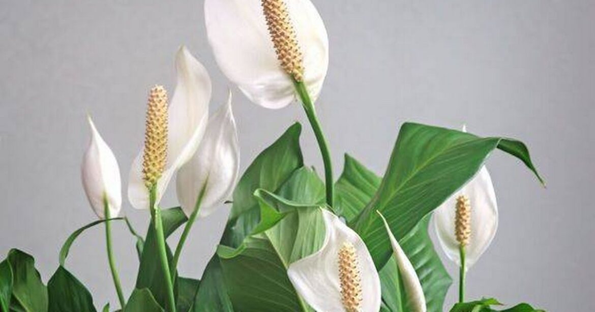 Peace lilies won’t turn brown or wilt in January if common watering mistake is avoided Daily Mirror