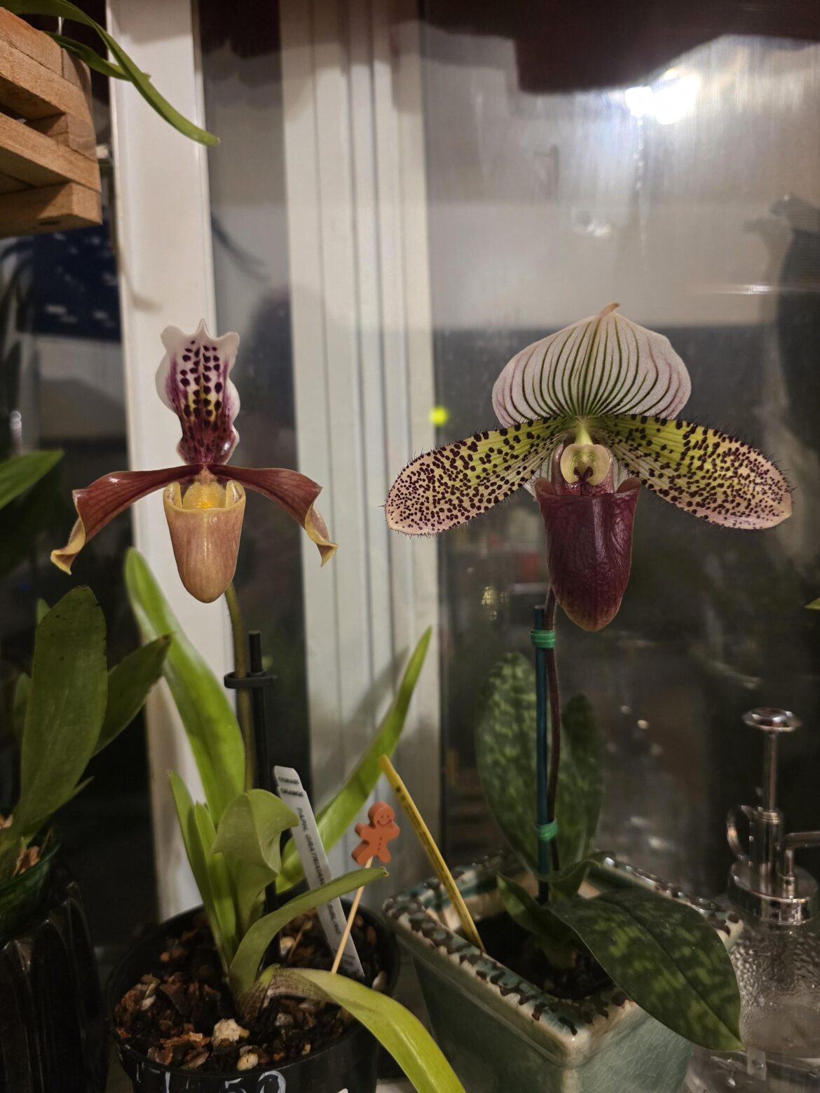 Paph neighbors :)