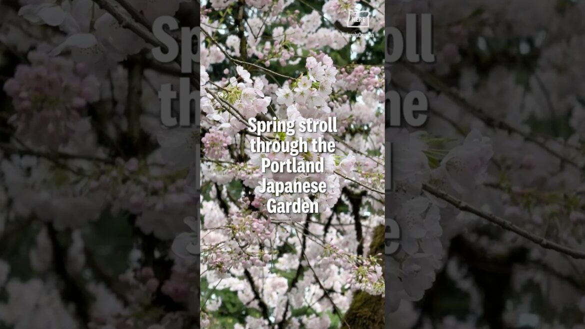 Take a springtime stroll through the Portland Japanese Garden