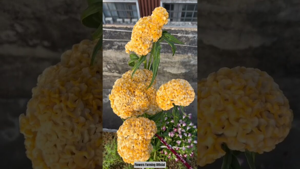 Stylish Garden Plants Decor Vibes 🌸🌱 #gardenplants #gardening #nature #asmr #gardendesign