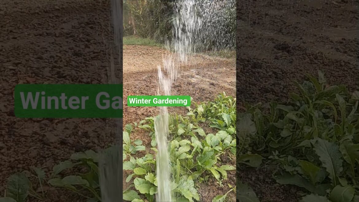 winter Gardening ,winter vegetables,how to make a kitchen garden, #wintervegetables #farming #garden winter Gardening ,winter vegetables,how to make a kitchen garden, #wintervegetables #farming #garden